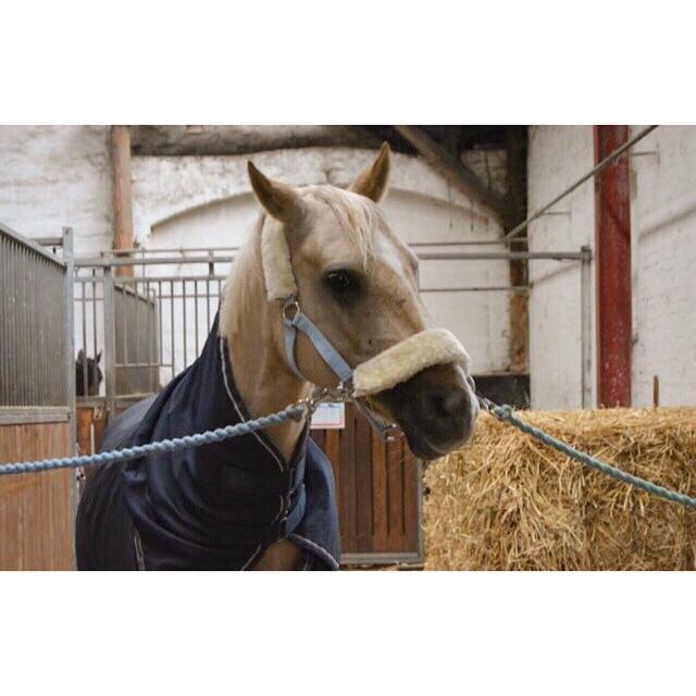 Tysk Sportspony Remember The Time S billede 4