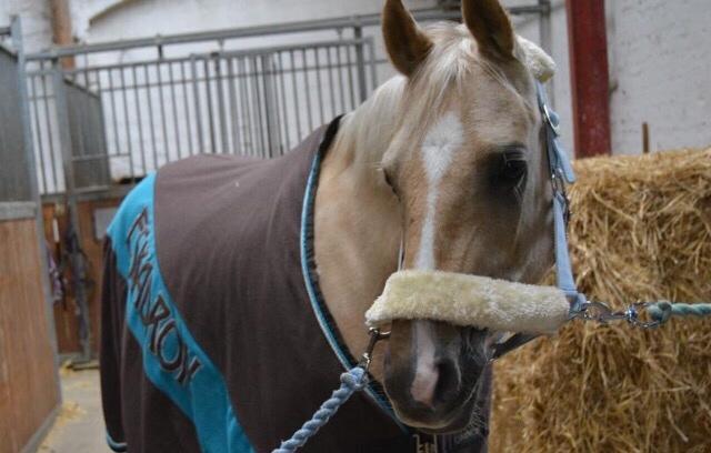 Tysk Sportspony Remember The Time S billede 5