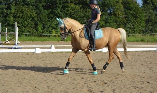 Tysk Sportspony Remember The Time S billede 10