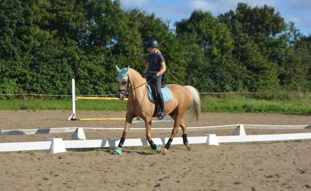 Tysk Sportspony Remember The Time S billede 11