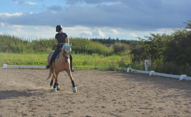 Tysk Sportspony Remember The Time S billede 13