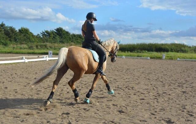 Tysk Sportspony Remember The Time S billede 14