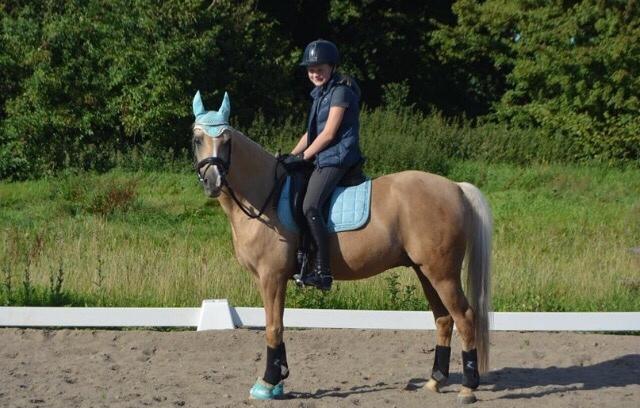 Tysk Sportspony Remember The Time S billede 16