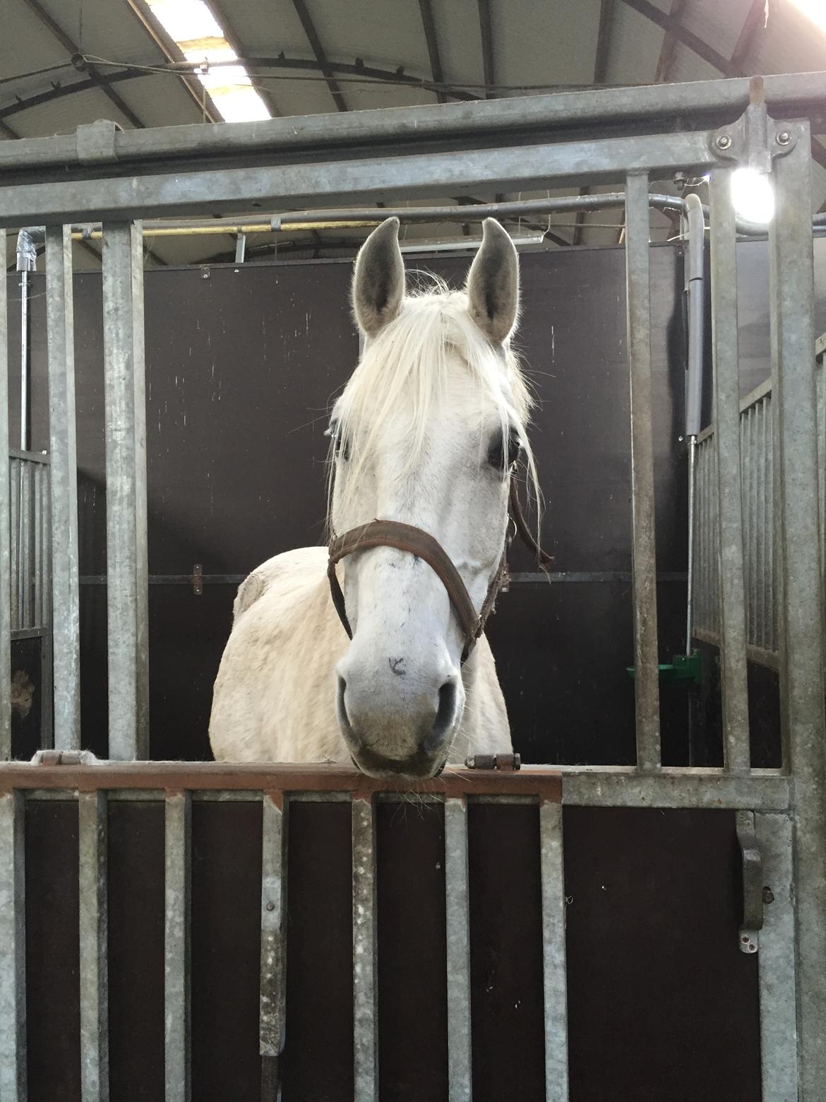 Shagya Araber (SH) Lærkevangens Cheval billede 1