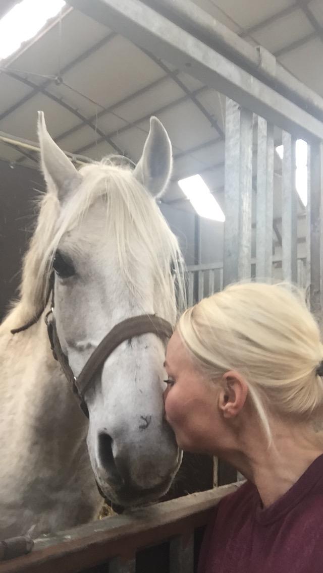 Shagya Araber (SH) Lærkevangens Cheval billede 2