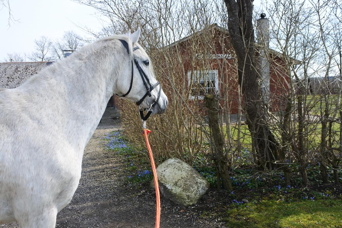 Shagya Araber (SH) Lærkevangens Cheval billede 3