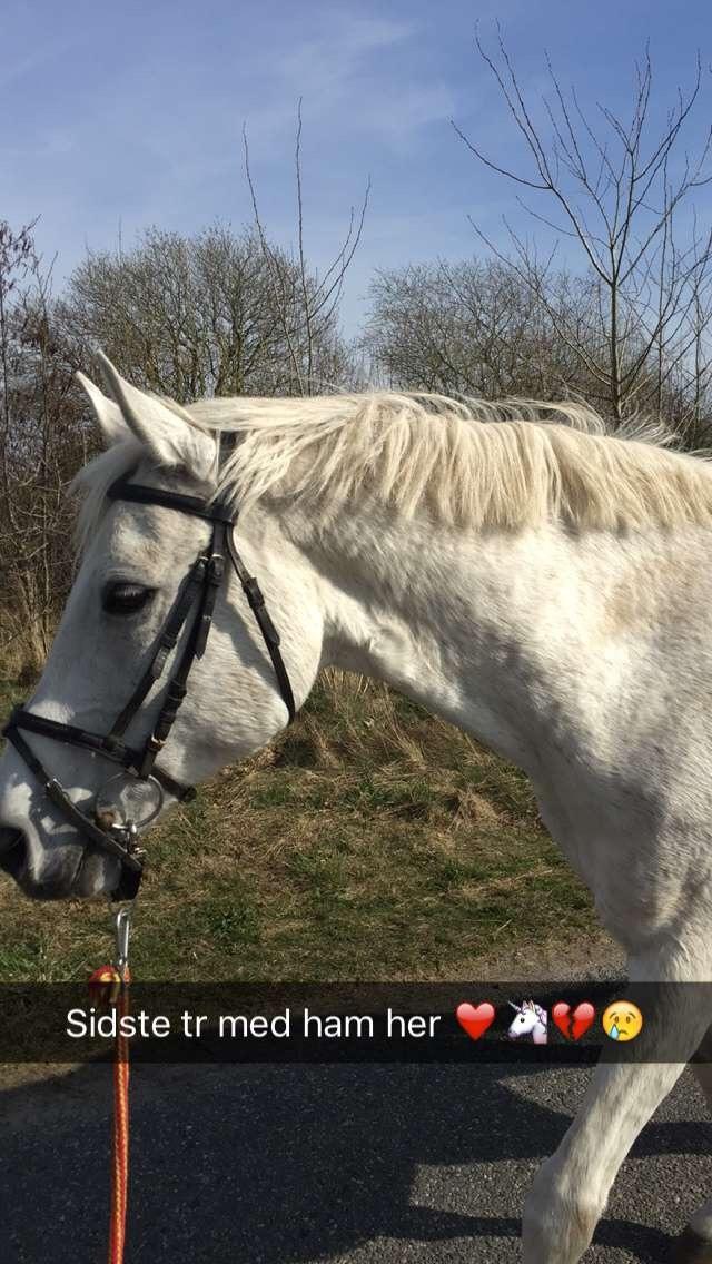 Shagya Araber (SH) Lærkevangens Cheval billede 4