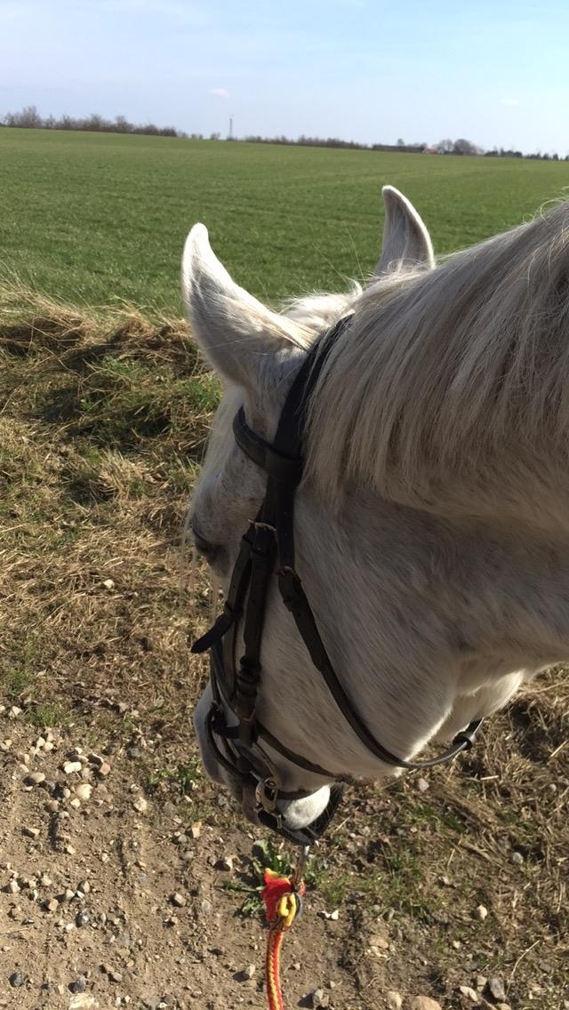 Shagya Araber (SH) Lærkevangens Cheval billede 5