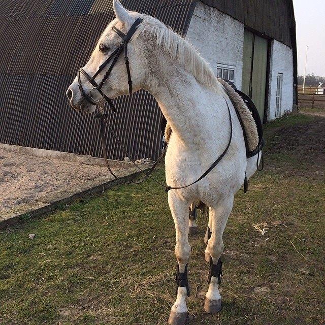 Shagya Araber (SH) Lærkevangens Cheval billede 6