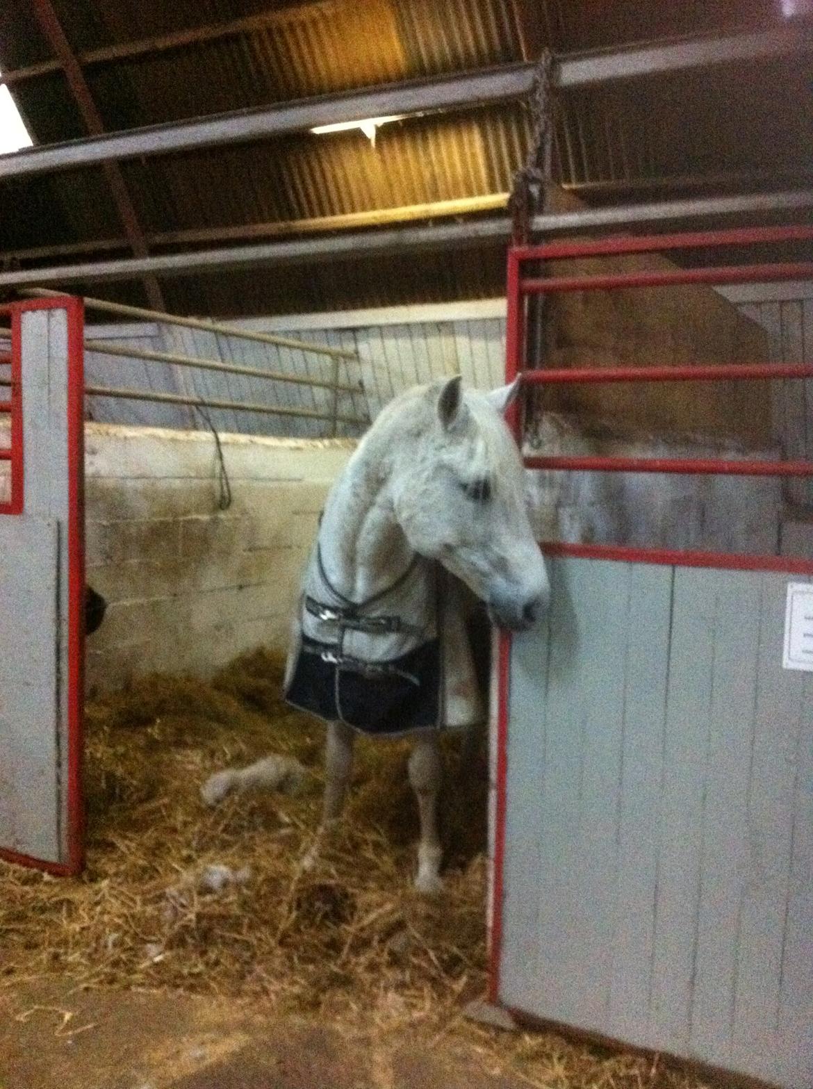 Shagya Araber (SH) Lærkevangens Cheval billede 8