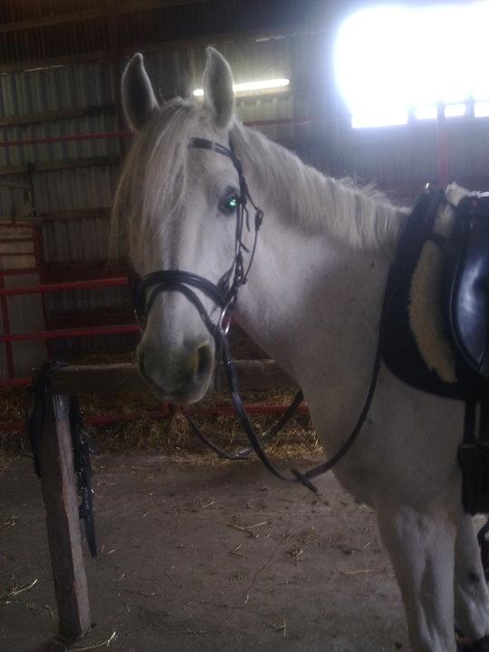 Shagya Araber (SH) Lærkevangens Cheval billede 10