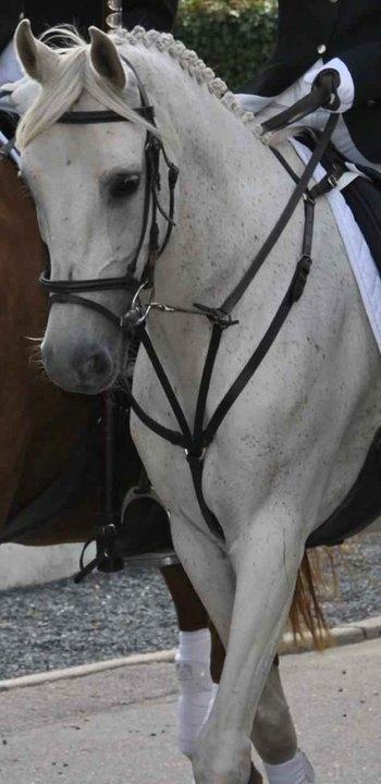 Shagya Araber (SH) Lærkevangens Cheval billede 11