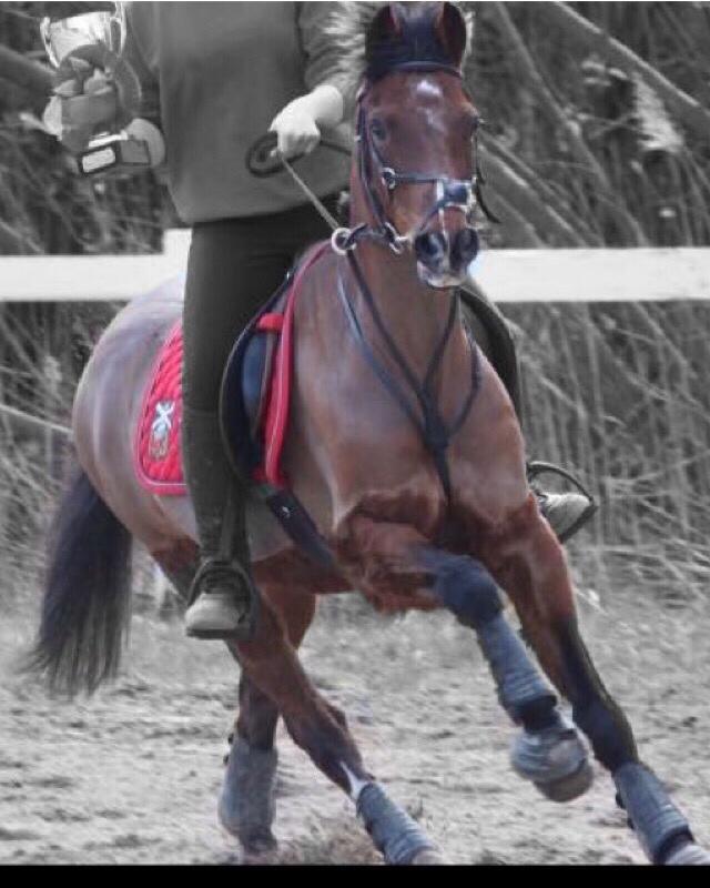 DSP Tooruardh (Tor) - my soulmate<3 billede 19