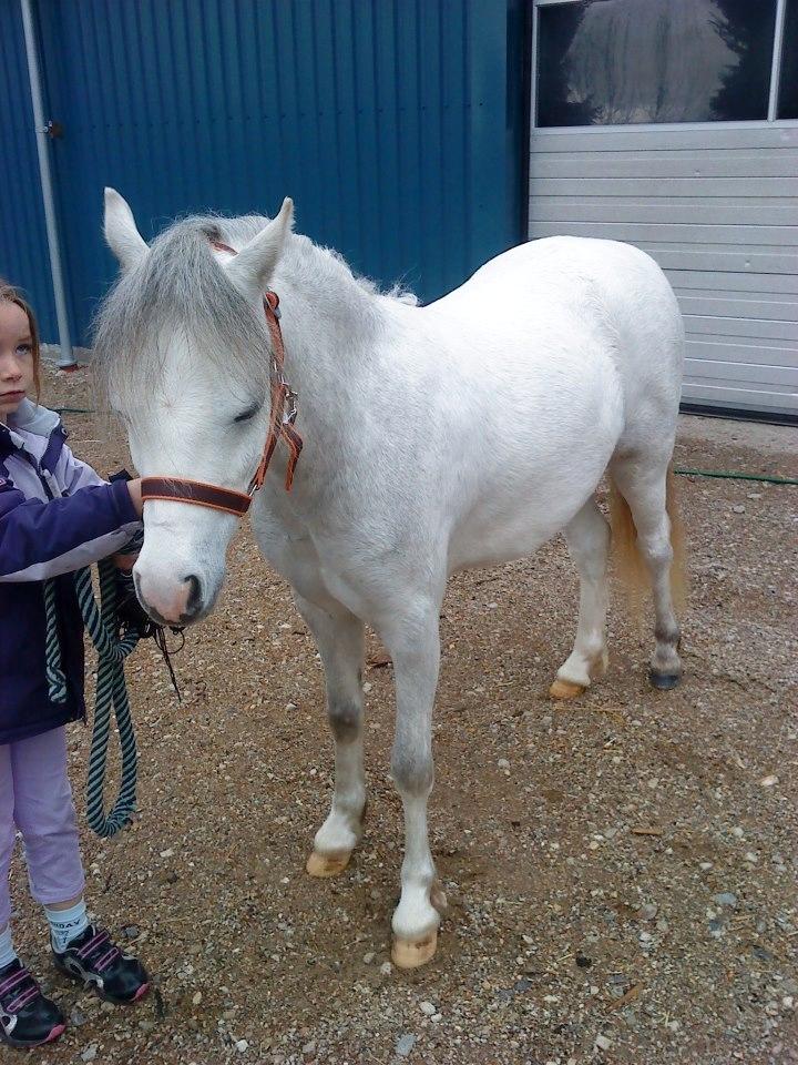 Welsh Mountain (sec A) Fakla Cati billede 5