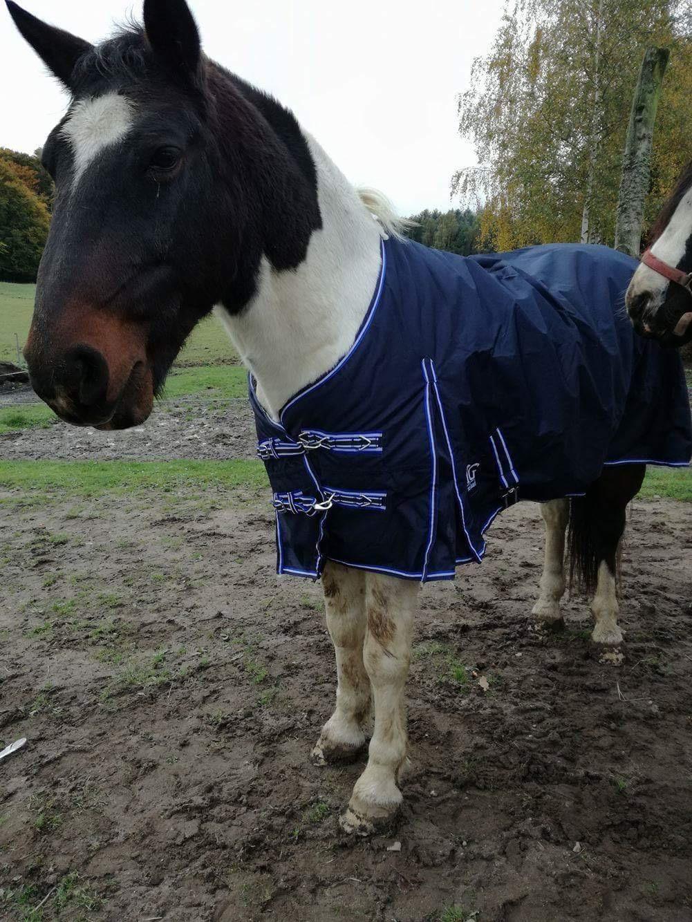 Anden særlig race Sofus  - så er sofus vinterklar 😊 billede 6