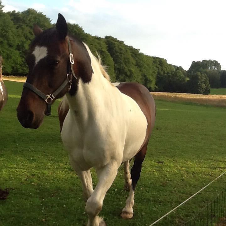 Anden særlig race Sofus  billede 8