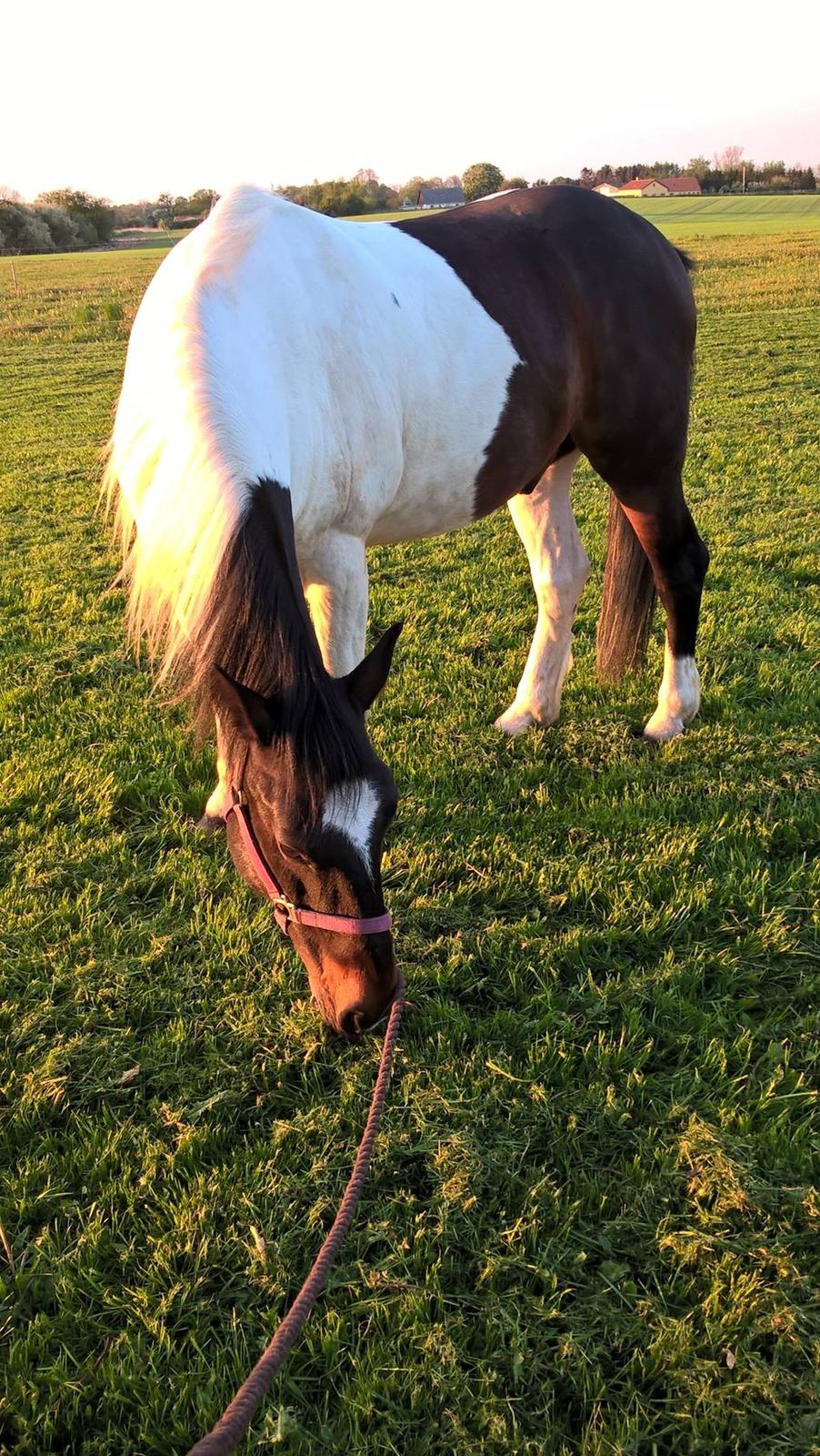 Anden særlig race Sofus  billede 9