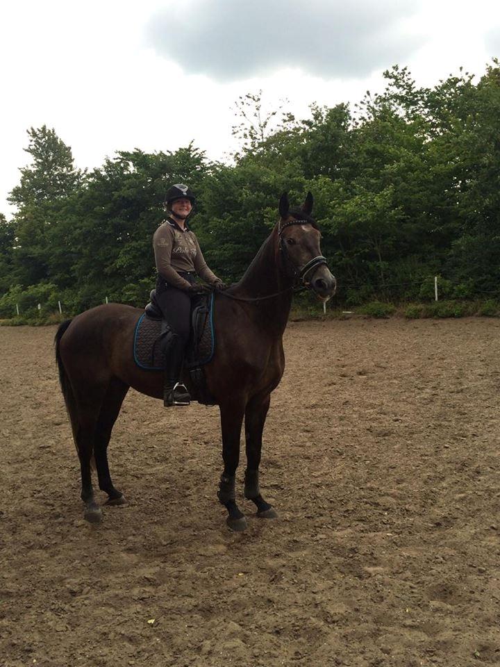 Dansk Varmblod Mølgaards dexter billede 2