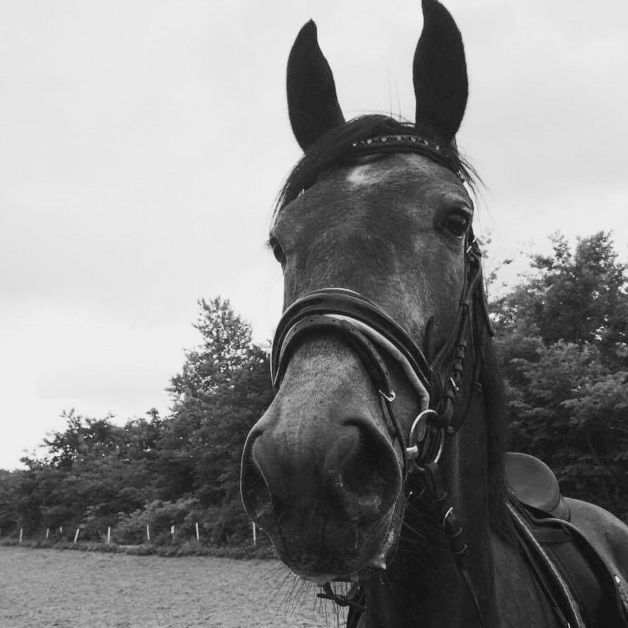 Dansk Varmblod Mølgaards dexter billede 1