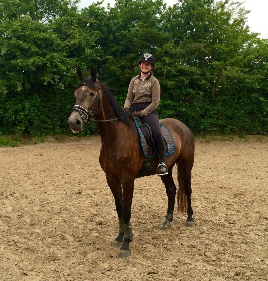 Dansk Varmblod Mølgaards dexter billede 3