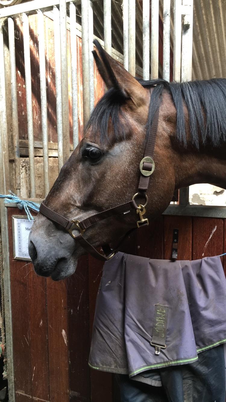 Dansk Varmblod Mølgaards dexter billede 4