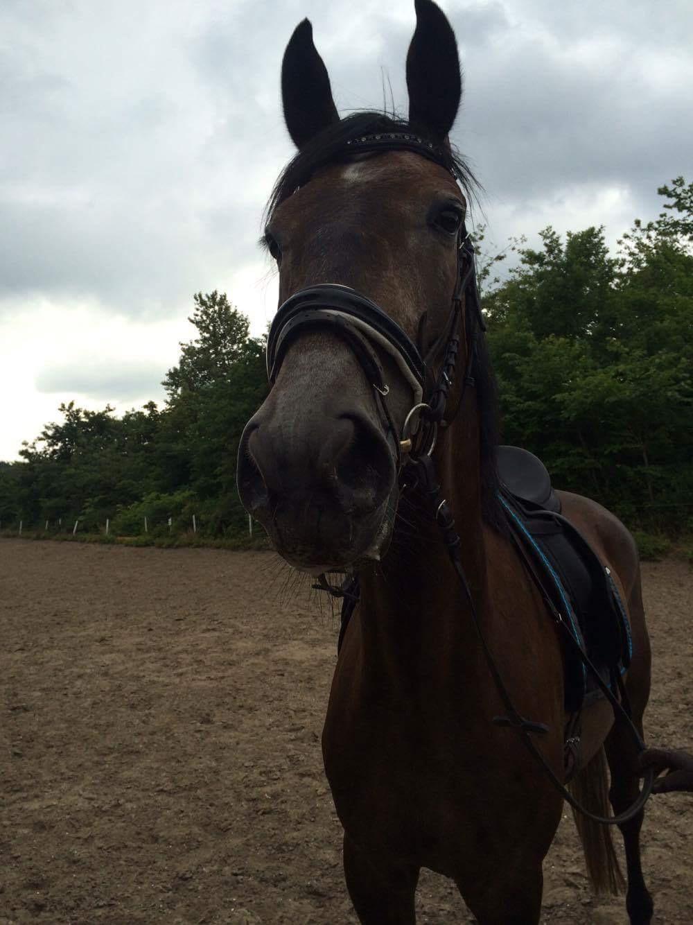 Dansk Varmblod Mølgaards dexter billede 5