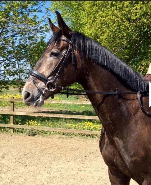 Dansk Varmblod Mølgaards dexter billede 6