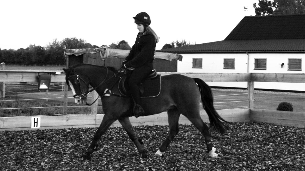 Welsh Pony (sec B) Bjerregårds Amino *Dino billede 3