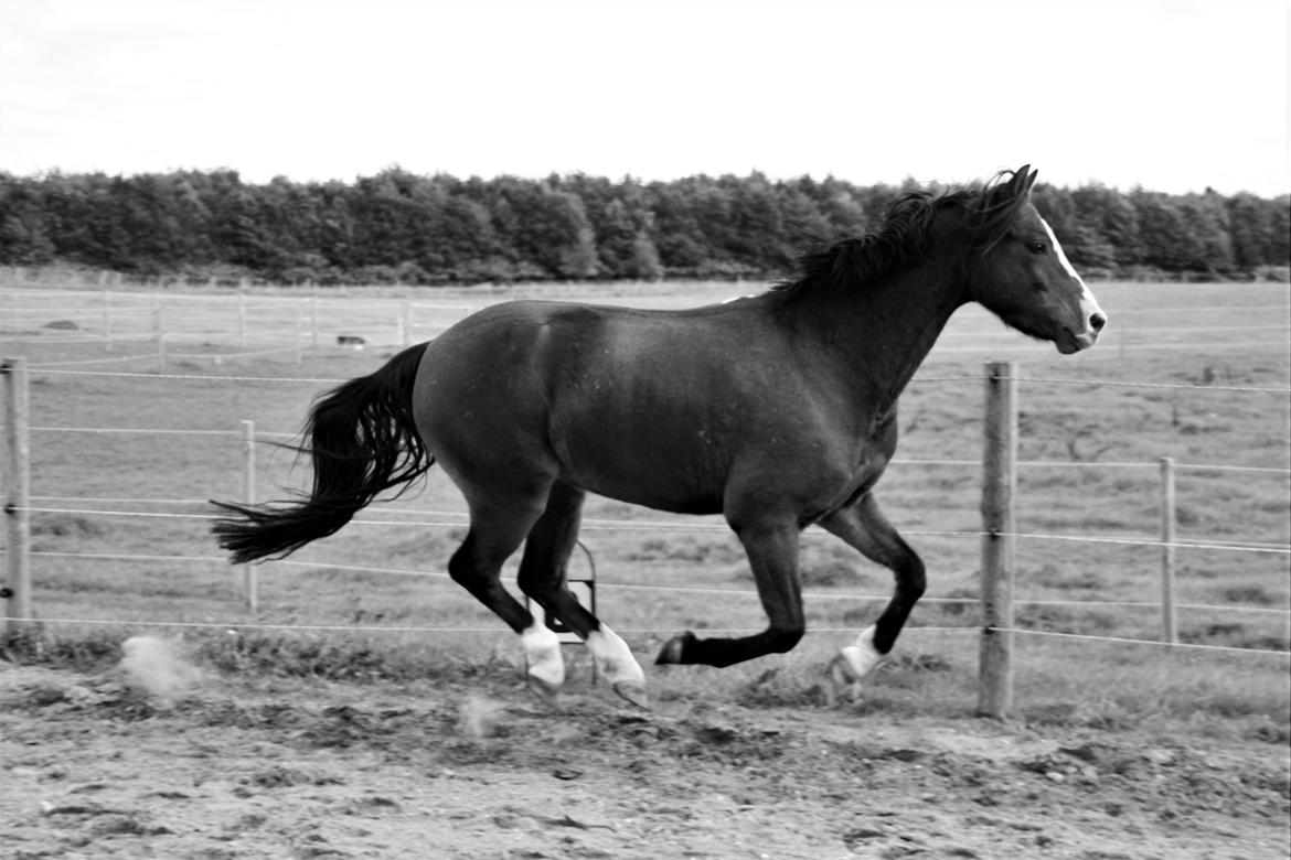 Welsh Pony (sec B) Bjerregårds Amino *Dino billede 7