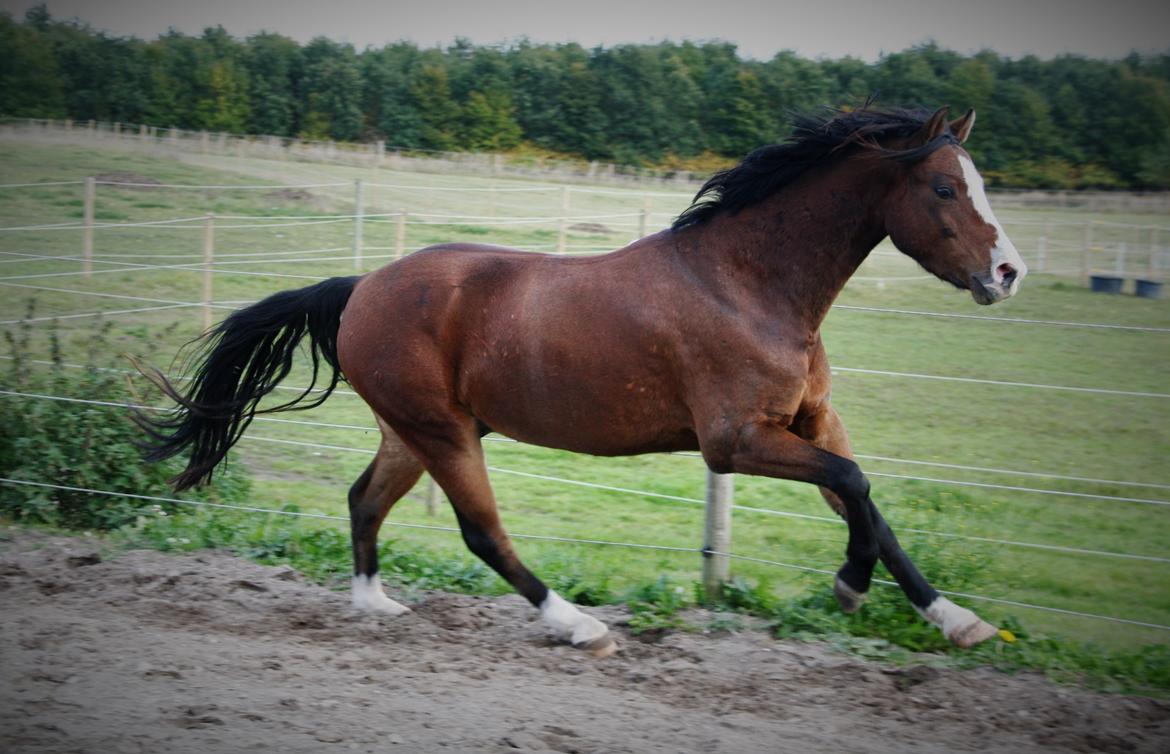 Welsh Pony (sec B) Bjerregårds Amino *Dino billede 11