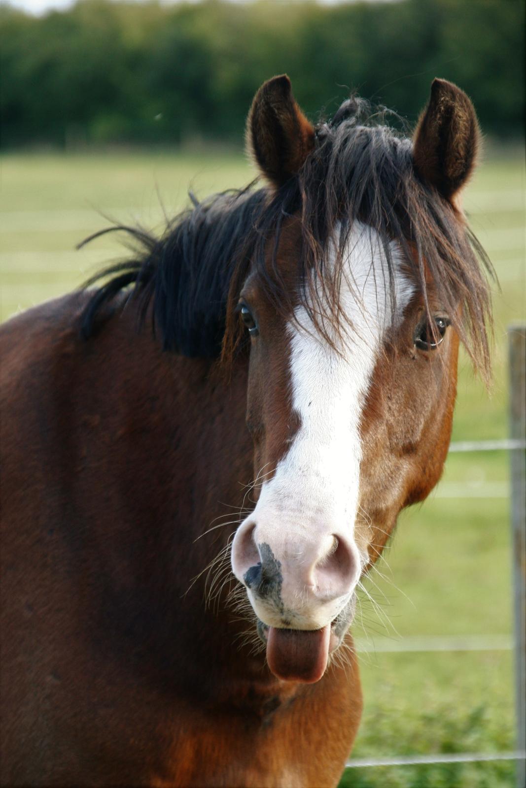 Welsh Pony (sec B) Bjerregårds Amino *Dino billede 2