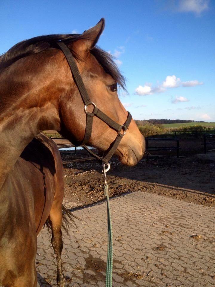 Dansk Varmblod J'adore Pilekær billede 2