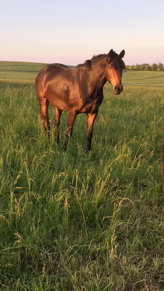 Dansk Varmblod J'adore Pilekær billede 5