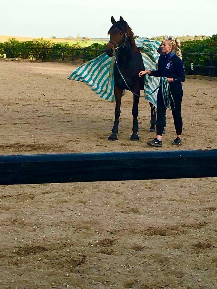 Dansk Varmblod J'adore Pilekær billede 8