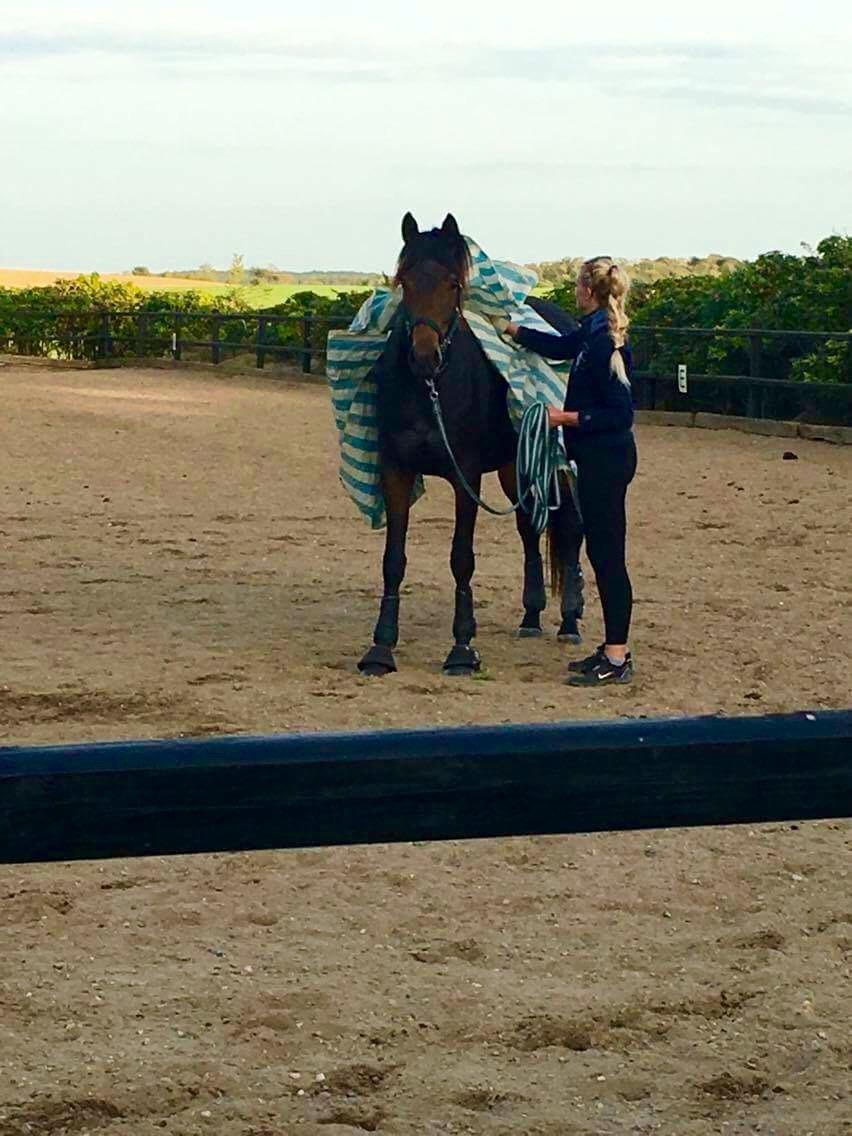 Dansk Varmblod J'adore Pilekær billede 9