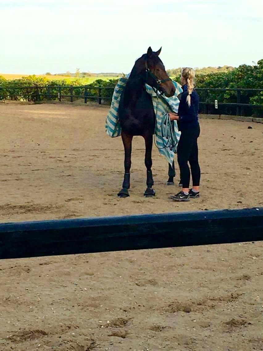 Dansk Varmblod J'adore Pilekær billede 10