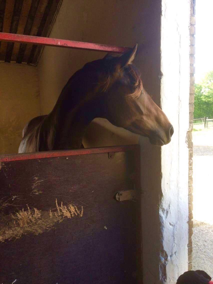 Dansk Varmblod J'adore Pilekær billede 16