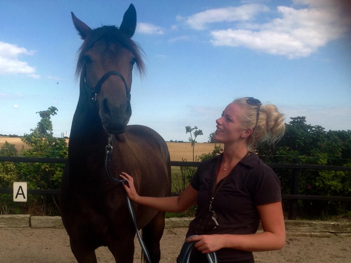 Dansk Varmblod J'adore Pilekær billede 17