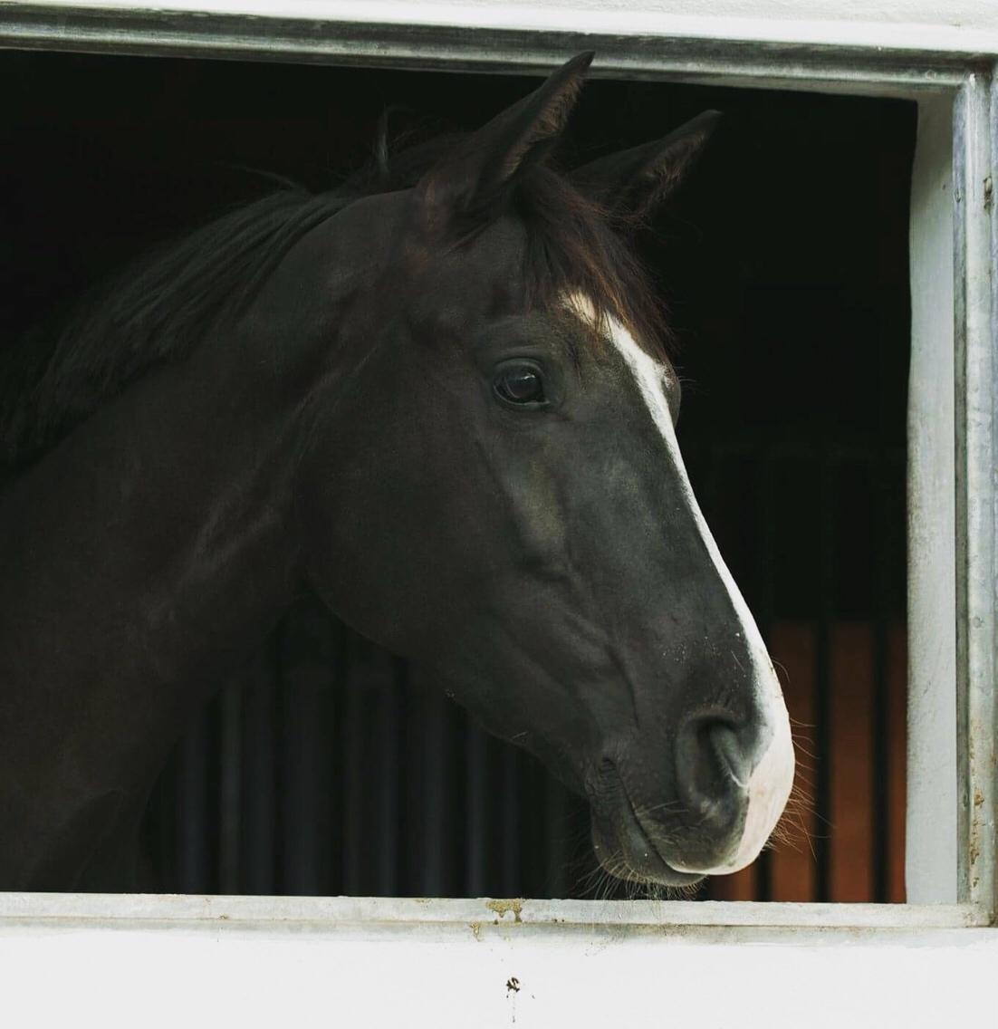 Dansk Varmblod Grønnessegaards Duchesse Noir billede 4