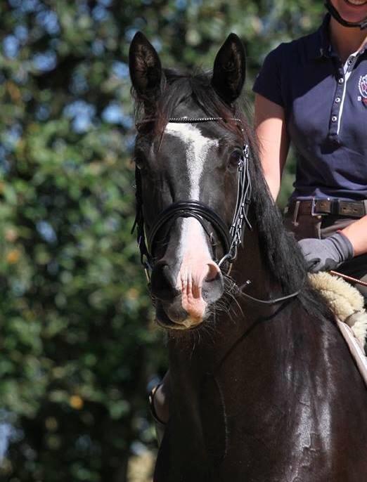 Dansk Varmblod Grønnessegaards Duchesse Noir billede 11