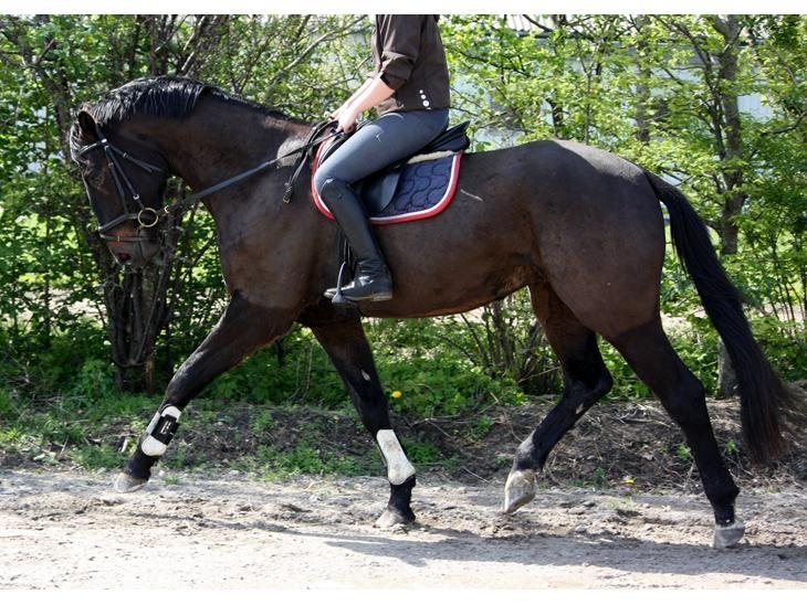 Holstener Le Figaro billede 8