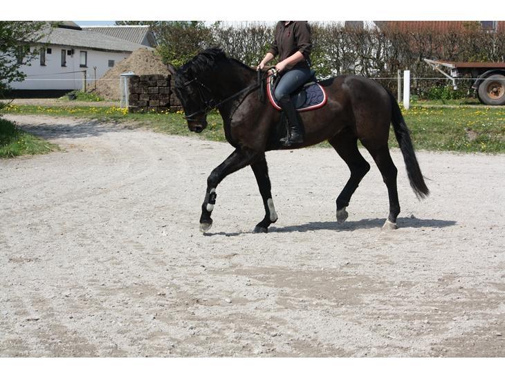 Holstener Le Figaro billede 9