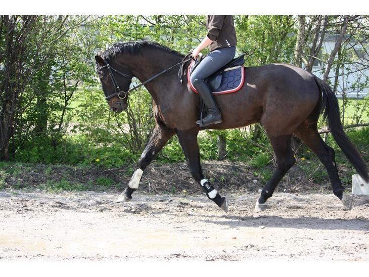 Holstener Le Figaro billede 10