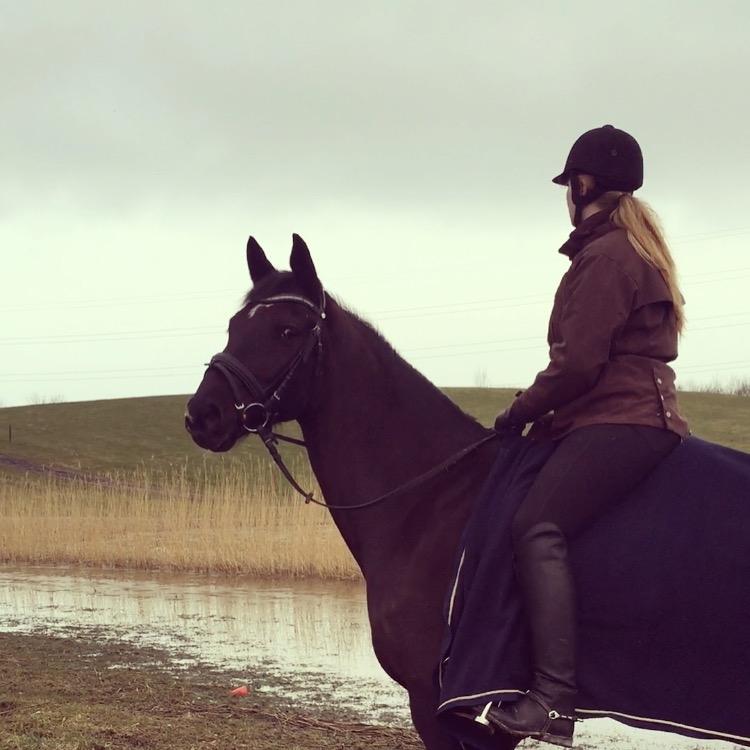 Trakehner Bolero billede 11