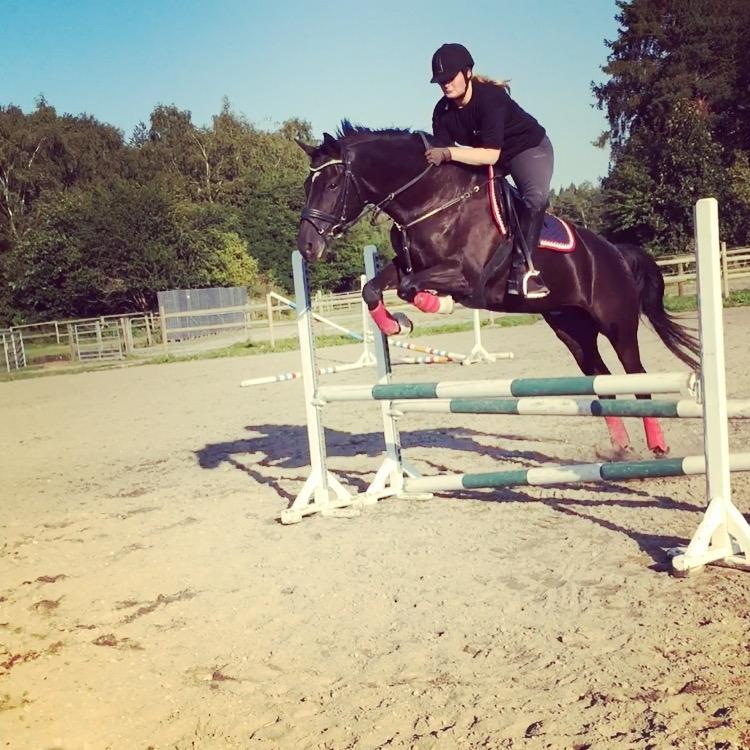 Trakehner Bolero billede 10