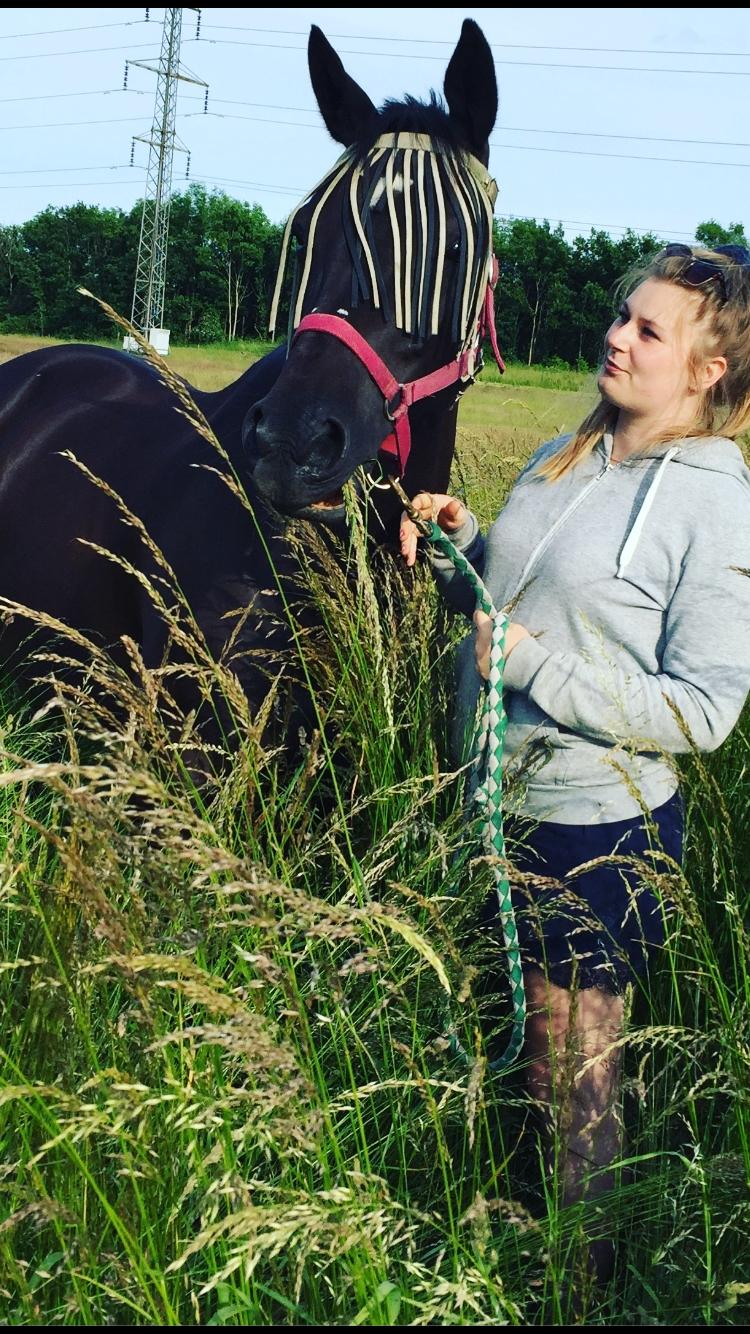 Trakehner Bolero billede 13