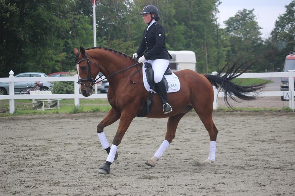 Dansk Varmblod Landanos billede 11