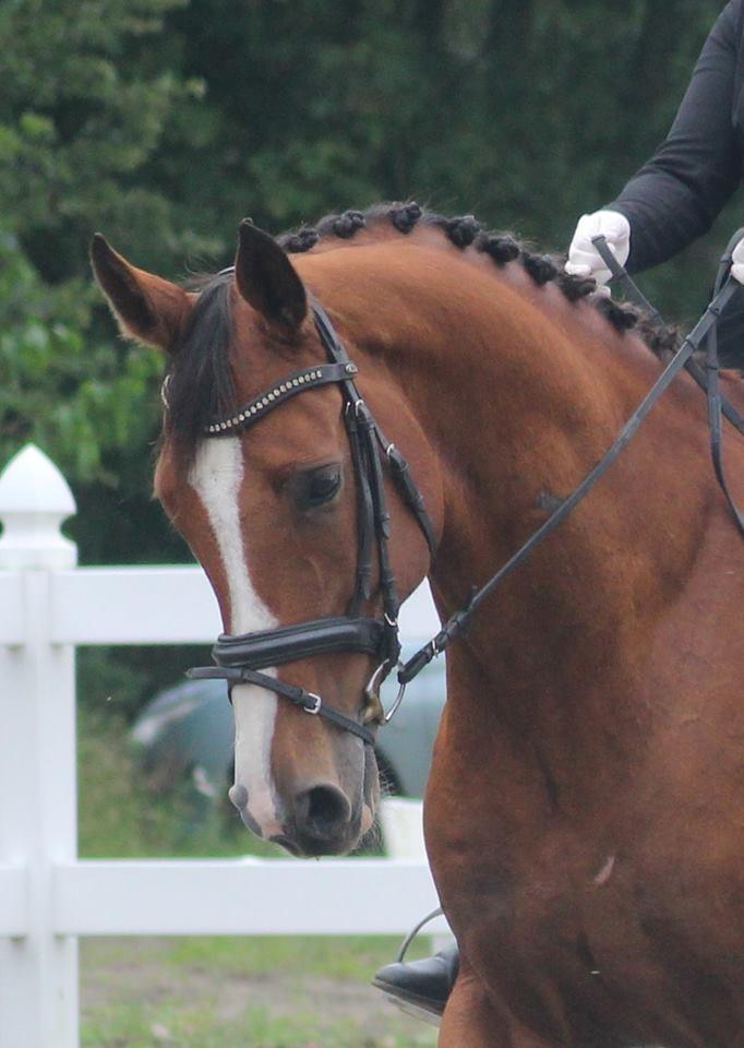 Dansk Varmblod Landanos billede 13