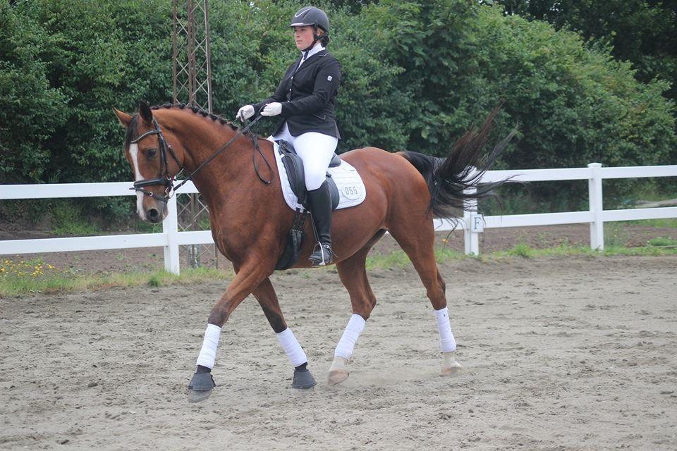 Dansk Varmblod Landanos billede 14