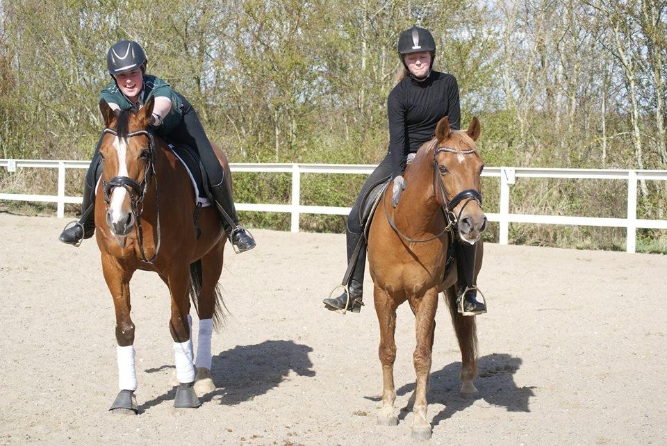 Dansk Varmblod Landanos billede 15